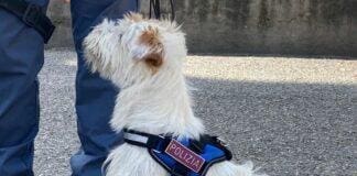 Genova, controlli anti droga con i cani poliziotto anche a Quinto Leone cane poliziotto Genova