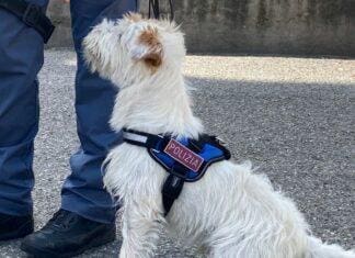 San Fruttuoso, nascondeva droga in cantina, arrestato 19enne Leone cane poliziotto Genova