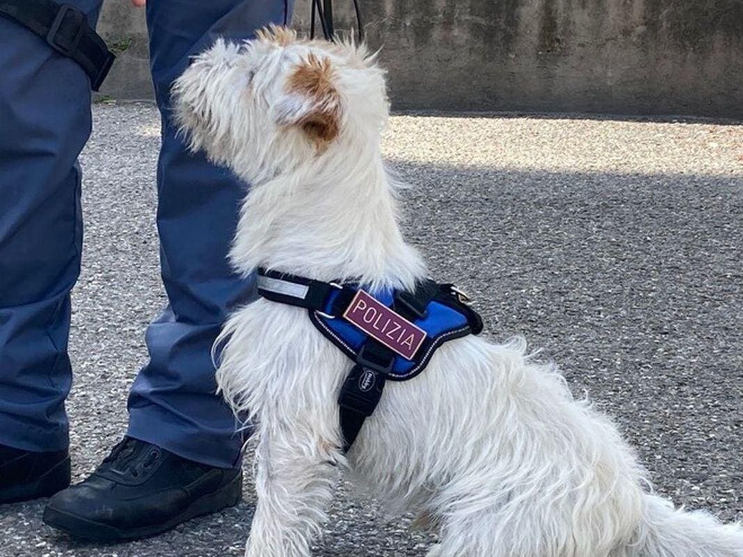 Leone cane poliziotto Genova