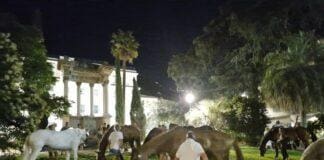 Genova, camion carico di cavalli bloccato a Nervi, gli animali liberi nel parco Nervi cavalli in piazza Duca degli Abruzzi