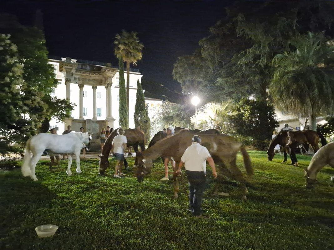 Nervi cavalli in piazza Duca degli Abruzzi