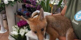 Loano, cucciolo di volpe in spiaggia, salvato dall’Enpa in un negozio di fiori Volpe cucciolo Loano