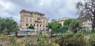 Acquasola, ambientalisti: strage di alberi e cani senza ombra acquasola taglio alberi