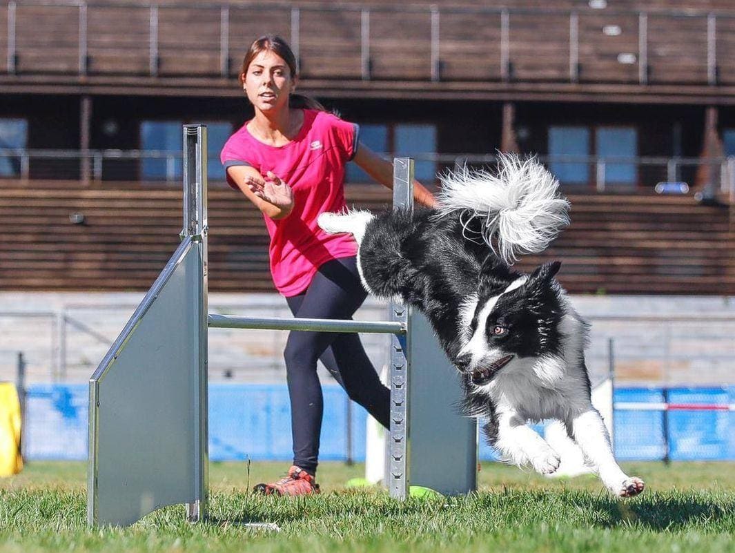 addestramento cani MiFido