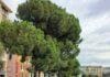 Genova, i pini di corso Podestà non verranno abbattuti ma potati alberi corso Podestà genova