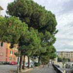 alberi corso Podestà genova