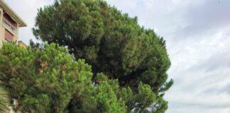 Genova, abbattimento alberi in corso Podestà, gli ambientalisti si mobilitano alberi corso Podestà genova