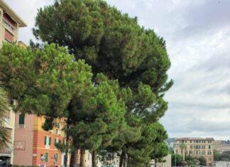 alberi corso Podestà genova
