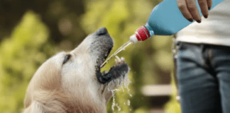 Animali a rischio con il caldo, l’appello dell’Osservatorio Savonese Animalista cane assetato