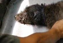 Sanremo, ancora un cane vittima di un colpo di calore per strada cane colpo di calore Sanremo