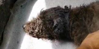 Sanremo, ancora un cane vittima di un colpo di calore per strada cane colpo di calore Sanremo