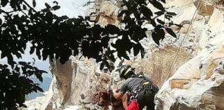 Bavari, cagnolina sfugge al padrone e precipita in un dirupo, salvata cane precipitato Bavari