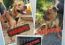 Genova, troppi pitbull abbandonati, canile allo stremo lancia allarme pitbull canile monte contessa Genova