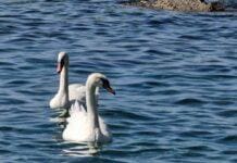 Coppia di cigni sulla spiaggia, il mistero del viaggio lungo la Liguria cigni sulle spiagge