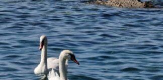 Coppia di cigni sulla spiaggia, il mistero del viaggio lungo la Liguria cigni sulle spiagge