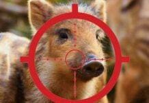 Genova, battuta di caccia al cinghiale al Forte di Santa Tecla, la protesta degli Animalisti Genovesi cinghialetto mirino