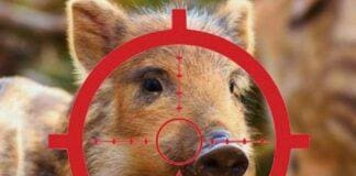 In Liguria apre la Caccia al cinghiale, ambientalisti ed escursionisti preoccupati cinghialetto mirino