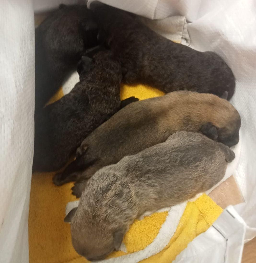 cuccioli abbandonati Genova