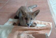 Imperia, cucciolo di volpe ferito salvato dai volontari cucciolo volpe salvato Imperia