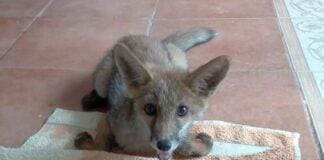 Imperia, cucciolo di volpe ferito salvato dai volontari cucciolo volpe salvato Imperia
