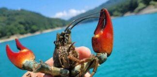 Genova, a caccia ai gamberi californiani nel Brugneto gamberi fiume Brugneto Genova