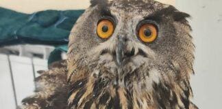 Ventimiglia, salvato un grosso esemplare di Gufo Gufo salvato Ventimiglia