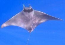 Moneglia, la danza delle mante nella stagione dell’amore manta