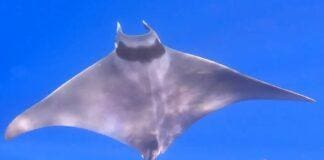 Moneglia, la danza delle mante nella stagione dell’amore manta