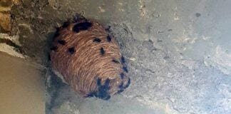 Velutina, distrutti due nidi di vespa killer nello spezzino vespa killer velutina spezia