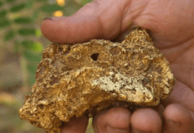 Liguria Curiosa – Nel Tigullio trovata una delle pepite d’oro più grandi d’Italia pepita oro