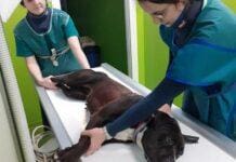 Genova, cani liberi e aggressivi, le denunce sui social