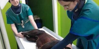 Rialto, cane trafitto da una freccia, individuato il colpevole