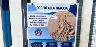 Tartarughe marine in Liguria, il progetto per salvare i nidi progetto salvataggio nidi tartaruga Liguria