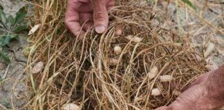 Antichi sapori di Liguria, il Moco diventa presidio Slowfood Moco presidio Slow Food