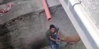 Savona, capriolo in un canale di scolo, salvato da Enpa salvataggio capriolo savona