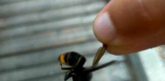 Vespa killer supera il Monte di Portofino, Velutina catturata a San Rocco di Camogli Vespa velutina San Rocco Camogli