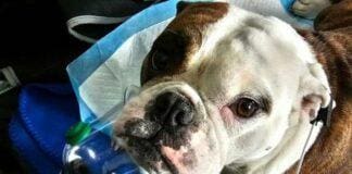 Ospedaletti, ennesimo colpo di calore per un cane, salvato cane colpo di calore