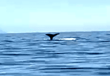 Capodoglio avvistato al largo di Moneglia capodoglio coda
