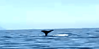 Capodoglio avvistato al largo di Moneglia capodoglio coda