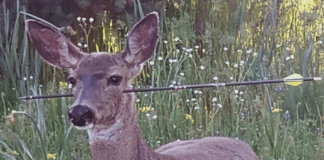 Caccia con arco e frecce in Liguria, oggi la manifestazione a Genova capriolo ferita da freccia