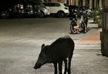 Genova, scooter travolge cinghiale a Borgoratti, ferito motociclista Cinghiale santa margherita