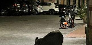 Ruta di Camogli, cinghiale provoca incidente, grave un motociclista Cinghiale santa margherita