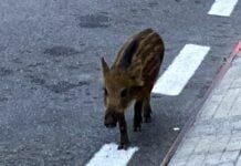 Genova, altro avvistamento di cinghiali in corso Europa nella notte
