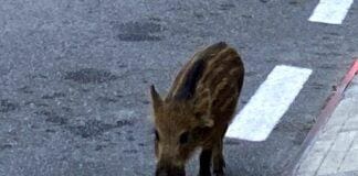 Cucciolo di cinghiale vaga sull’Aurelia tra Bogliasco e Sori