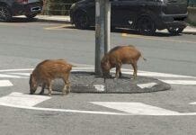 Genova, ancora cinghiali a spasso per le vie della città Cinghiali Borgoratti piazza Rotonda