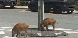 Genova, ancora cinghiali a spasso per le vie della città Cinghiali Borgoratti piazza Rotonda