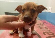 Genova, volontari della Croce Gialla salvano cucciolotta di 2 mesi cane cucciolo abbandonato