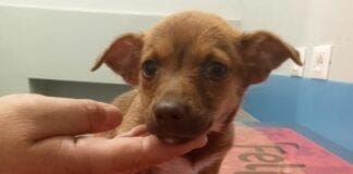 Genova, volontari della Croce Gialla salvano cucciolotta di 2 mesi cane cucciolo abbandonato