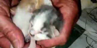 Bordighera, volontari salvano 4 gattini abbandonati Gattini abbandonati