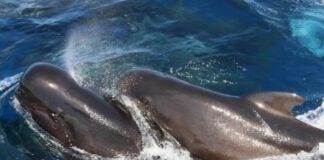 Andora, maxi avvistamento di globicefali nel week end globicefali